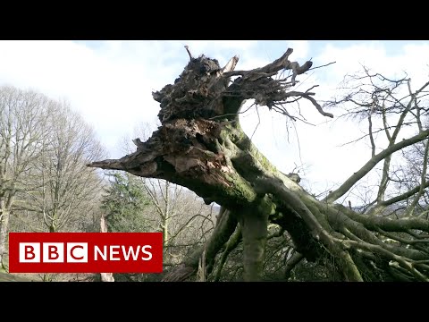 More than eight million trees lost in storms in the UK – BBC News