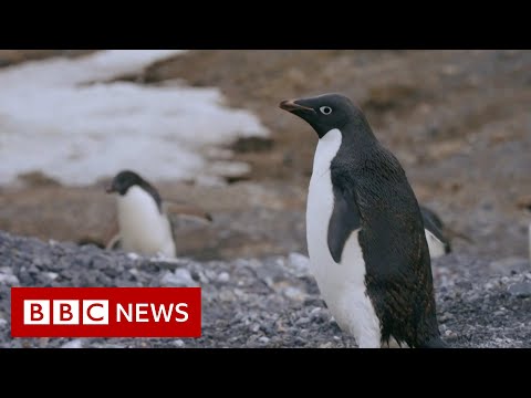 How Antarctic penguins are revealing climate change – BBC News