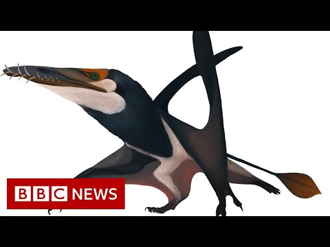 Student finds fossil of 170-million-year-old winged reptile on Scottsh island – BBC News