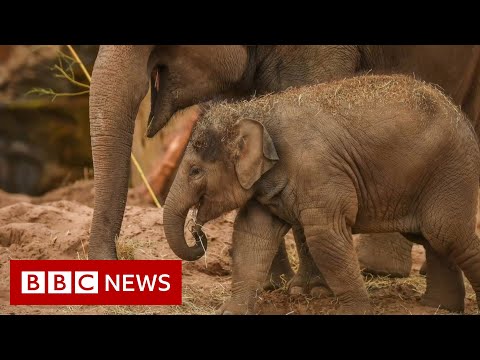 Trial to save lives of baby elephants from deadly herpes virus – BBC News