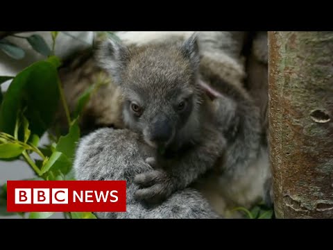 UK safari park welcomes baby southern koala in European first – BBC News