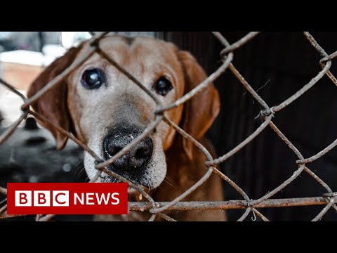 Rescuing the abandoned animals of Ukraine – BBC News