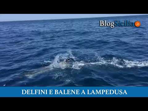 Delfini e balene a Lampedusa