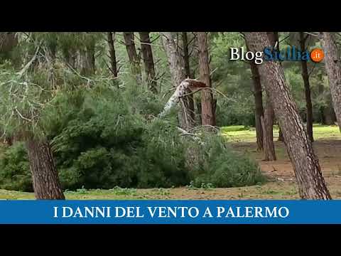 Forte vento a Palermo, danni e disagi