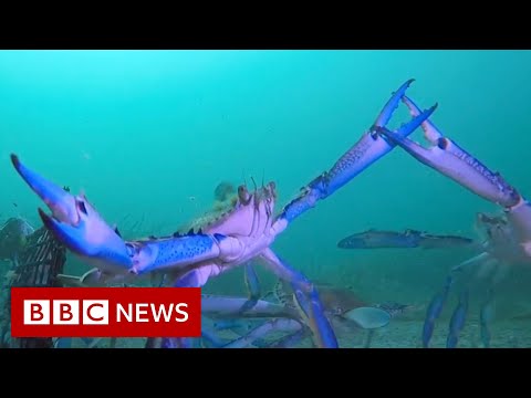 ‘Manic’ crabs captured on underwater camera captivate Australians – BBC News