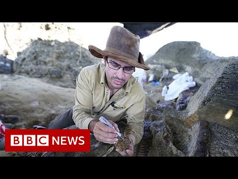 Dinosaur fossil from asteroid strike that caused extinction found, scientists claim – BBC News