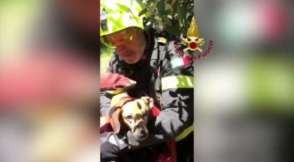 Vigili del Fuoco salvano cane caduto in un dirupo nel Pontino