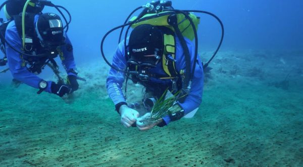 Da Marevivo una campagna per proteggere e ripiantare le foreste marine