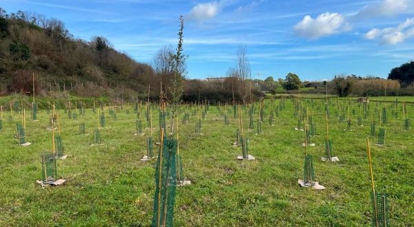 Un nuovo bosco urbano al Campus Bio-Medico di Roma