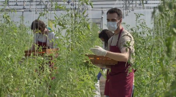 Agricoltura, nel Dl Aiuti misure contro il caro energia