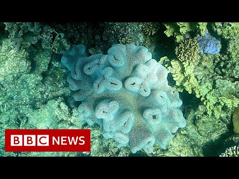 Australia’s Great Barrier Reef experiences ‘unprecedented’ mass coral bleaching event – BBC News