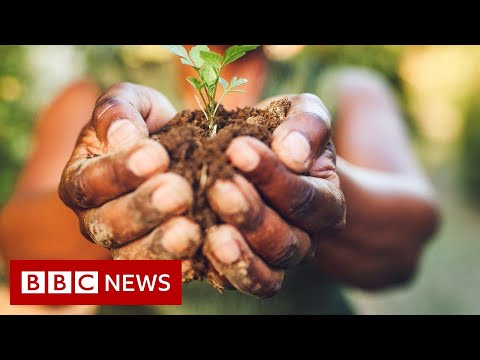 What you could be eating by 2050 – BBC News