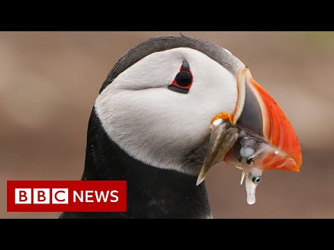 What’s happening to puffin numbers off Britain’s coast? – BBC News