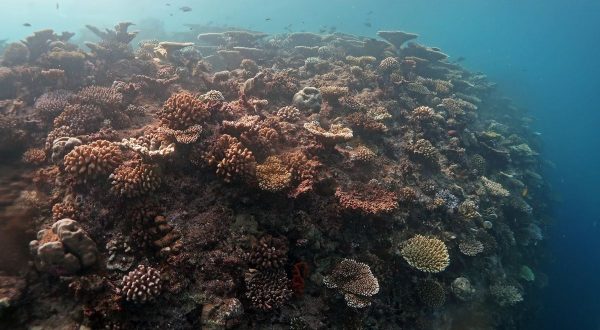 Nasce “Oceano verticale”, patto Bicocca-Maldive per la biodiversità