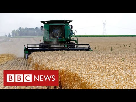 Ukraine War creating “global food crisis” says world trade body – BBC News