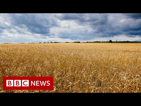 Russia accused of stealing about 600,000 tonnes of Ukraine’s grain – BBC News