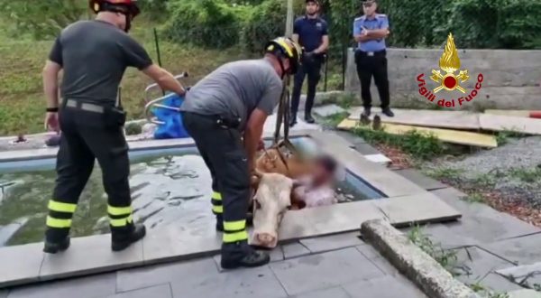 Mucca si tuffa in piscina. Le immagini dell’incredibile salvataggio