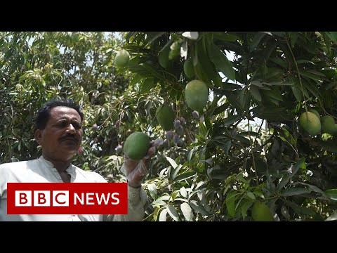 How climate change is affecting Pakistan’s mango production – BBC News