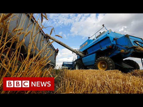 Russia-Ukraine War: Grain exports could restart ‘within days’ – BBC News