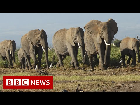 Climate change ‘killing elephants’, says Kenya – BBC News