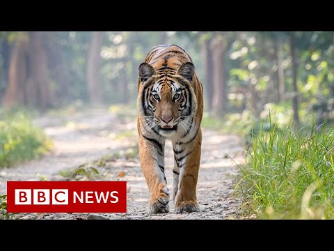 Return of tigers to Nepal brings both joy and fear – BBC News