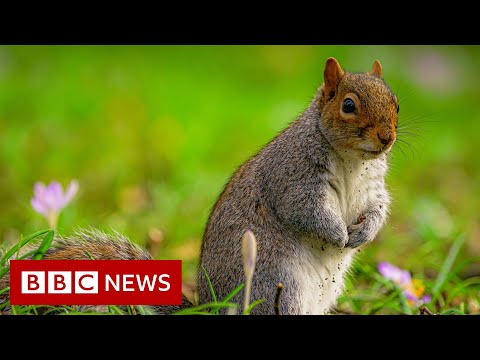 Squirrels given contraception to limit birth rate  – BBC News