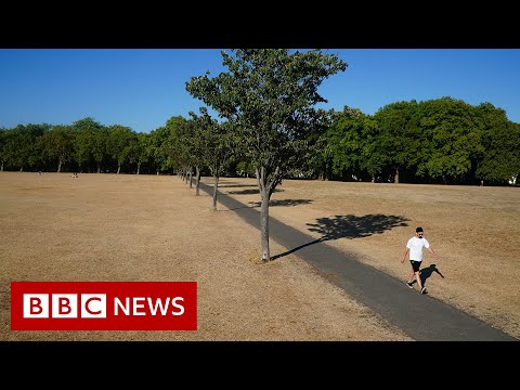 Drought officially declared in parts of England during UK heatwave – BBC News