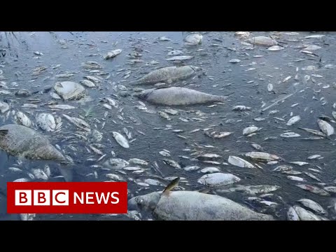 Tons of dead fish found in river on German-Polish border – BBC News