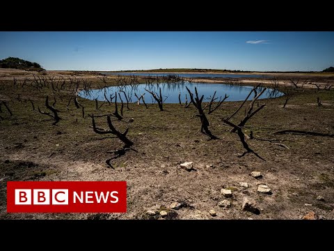 Europe heatwave: France and Germany deal with aftermath of extreme heat – BBC News