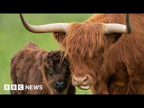 The smart collars keeping cows penned in – BBC News