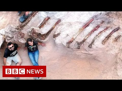 Huge dinosaur skeleton unearthed in Portuguese garden – BBC News