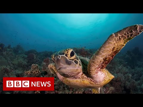 Efforts to pass global ocean protection treaty fail – BBC News