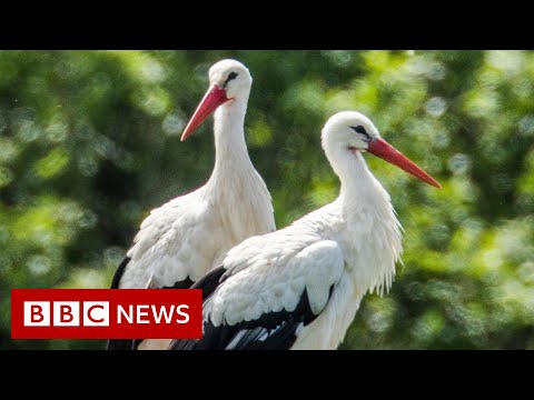 Electricity and drought killing white storks – BBC News