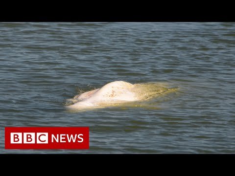 Lost beluga whale stuck in France river given ‘vitamin cocktail’ – BBC News