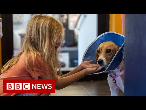 Homes needed for 4,000 beagles rescued from US breeder – BBC News