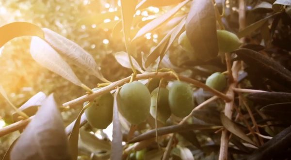 Siccità, annata difficile per l’olivicoltura