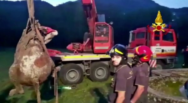 Volo di 15 metri per una mucca dentro un pozzo, salvata