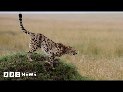 Cheetahs make a return to India after 70 years  – BBC News