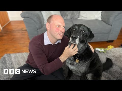 Sammy the guide dog takes final walk before retiring – BBC News