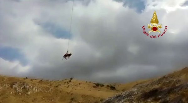 Un toro finisce in un canalone, issato in volo con un elicottero