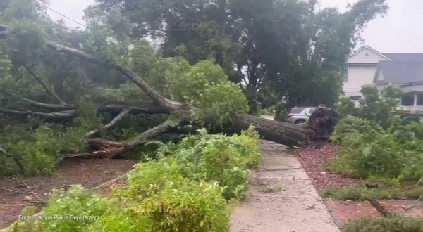 Uragano in Florida, un albero finisce sui cavi della linea elettrica