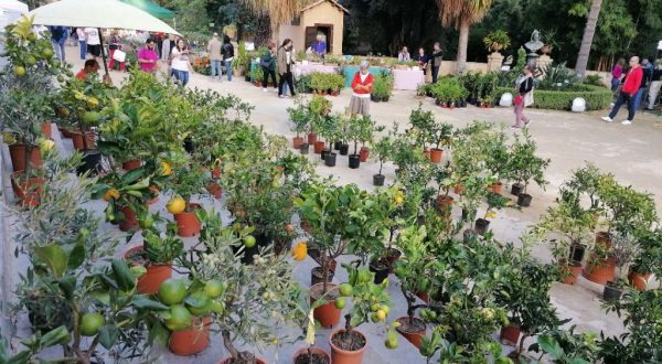 All’Orto Botanico di Palermo 12 mila visitatori per “Zagara d’Autunno”