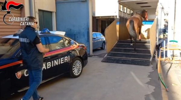 I carabinieri interrompono una corsa clandestina di cavalli a Nicolosi, 9 denunce