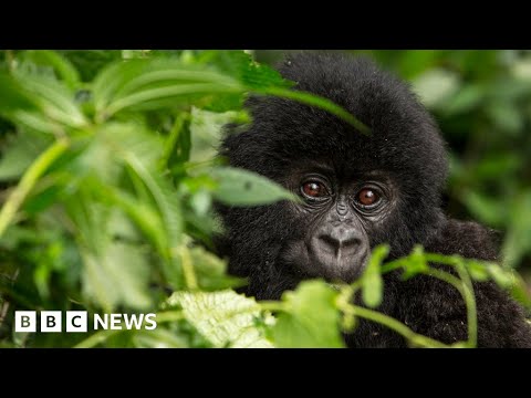 Wildlife in decline by almost 70% since 1970, says report – BBC News