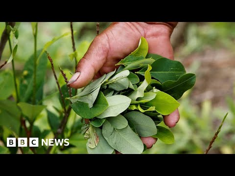 Colombia breaks record for crop used in cocaine production, UN reports – BBC News