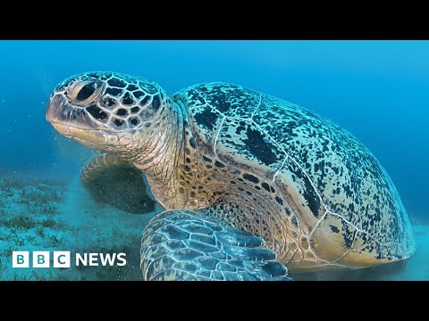 Sea turtles can talk, new study finds – BBC News