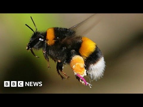 Bumblebees enjoy playing with balls, according to study – BBC News