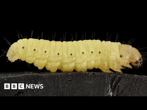 ‘Humble’ worm saliva can break down tough plastic – BBC News