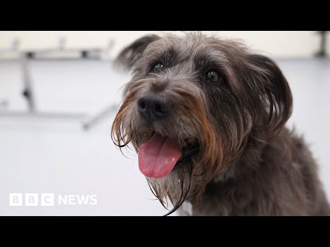 Dogs can smell stress on their owner’s breath – BBC News