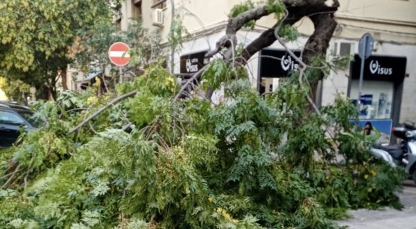 Palermo, cade albero in via XX settembre. Paura ma nessun danno